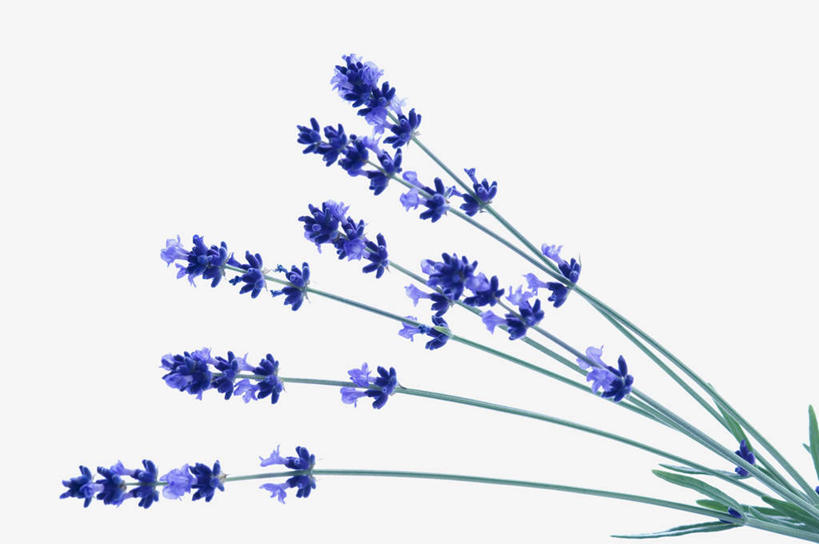 无人,横图,俯视,室内,特写,白天,白色背景,爱情,许多,阴影,盛开,反射,影子,浪漫,花蕾,花,花瓣,花朵,鲜花,蓝色,香草,花苞,花蕊,薰衣草,摄影,影棚,呼吸,灵香草,黄香草,奇迹,彩图,高角度拍摄,影棚拍摄,拍摄