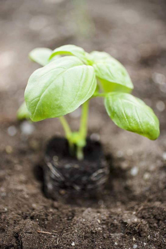 无人,竖图,俯视,室外,特写,白天,美景,植物,叶子,阴影,朦胧,模糊,光线,影子,景观,泥土,土壤,香料,绿叶,草药,中药,阳光,自然,香草,嫩叶,景色,罗勒,自然风光,紫苏,药材,中草药,九层塔,圣约瑟夫草,甜罗勒,兰香,中药材,本草,叶,叶片,彩图,高角度拍摄