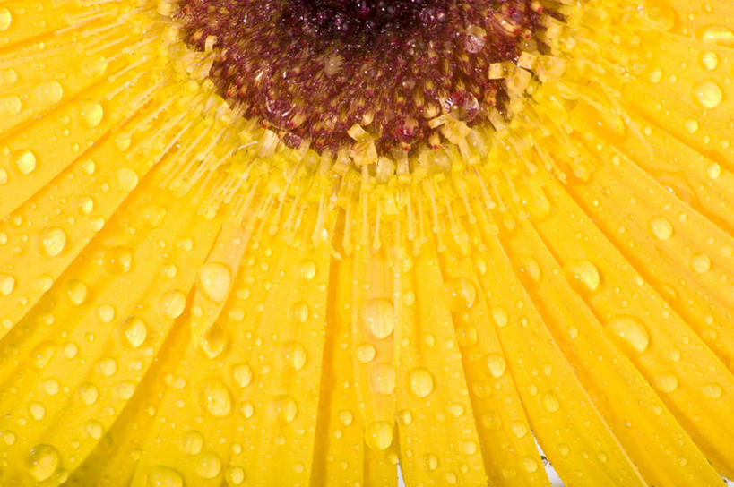 无人,横图,俯视,室内,特写,白天,爱情,幸福,水,太阳,露水,向日葵,阴影,透明,反射,液体,影子,水滴,水珠,一朵,黄色,露珠,摄影,影棚,生机,剔透,光辉,沉默,忠诚,灵动,勇敢,投缘,爱慕,通明,高傲,朝阳花,葵花,望日莲,向阳花,转日莲,彩图,高角度拍摄,影棚拍摄,拍摄,晶莹