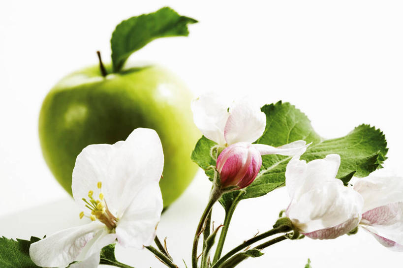 无人,横图,俯视,室内,特写,白天,白色背景,餐桌,桌子,苹果,水果,叶子,阴影,朦胧,模糊,新鲜,盛开,反射,影子,生食,食品,果实,绿叶,花蕾,花,花瓣,花朵,鲜花,食物,绿色,花苞,花蕊,嫩叶,摄影,有机食品,绿色食品,影棚,餐台,叶,叶片,彩图,高角度拍摄,影棚拍摄,拍摄