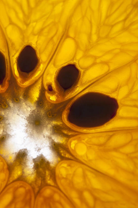 无人,竖图,俯视,室内,特写,白天,柑橘,水果,阴影,朦胧,模糊,新鲜,反射,纹路,纹理,影子,生食,食品,果实,食物,有机食品,绿色食品,肌理,橘子,桔子,橙子,橙,彩图,高角度拍摄