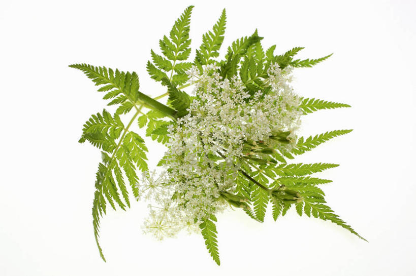 无人,横图,俯视,室内,特写,白天,白色背景,植物,餐桌,桌子,叶子,阴影,盛开,反射,影子,绿叶,草药,药草,花蕾,中药,花,花瓣,花朵,鲜花,花苞,花蕊,嫩叶,摄影,影棚,餐台,药材,中草药,中药材,本草,叶,叶片,彩图,高角度拍摄,影棚拍摄,拍摄