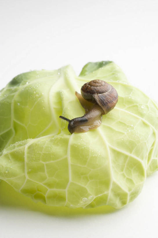 无人,竖图,俯视,室内,特写,白天,白色背景,餐桌,桌子,蔬菜,椰菜,卷心菜,叶子,阴影,新鲜,反射,蜗牛,影子,食品,绿叶,食物,一只,动物,趴着,嫩叶,甘蓝,摄影,有机食品,绿色食品,影棚,餐台,软体动物,叶,叶片,结球甘蓝,甘兰,包心菜,趴,彩图,高角度拍摄,全身,影棚拍摄,拍摄