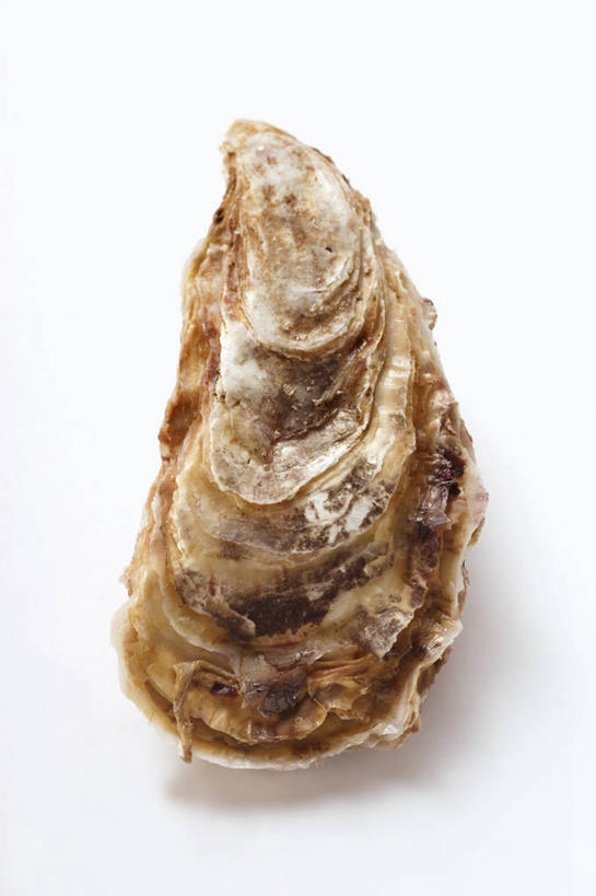 海鲜,无人,竖图,俯视,室内,特写,白天,白色背景,桌面,桌子,阴影,反射,木制,影子,牡蛎,水产,海洋生物,一个,木制品,摄影,影棚,单个,生蚝,水生动物,海产品,水生物,海底动物,彩图,高角度拍摄,影棚拍摄,拍摄