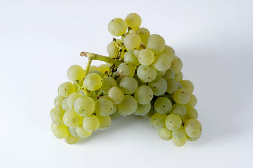 无人,横图,俯视,室内,特写,白天,白色背景,餐桌,桌子,葡萄,水果,一串,阴影,新鲜,反射,影子,生食,食品,果实,食物,绿色,摄影,有机食品,绿色食品,影棚,餐台,山葫芦,蒲桃,草龙珠,彩图,高角度拍摄,影棚拍摄,拍摄