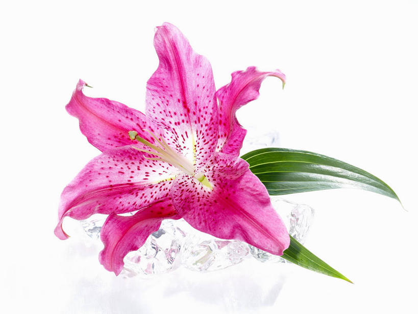 无人,横图,室内,特写,白天,白色背景,正面,百合花,叶子,盛开,绿叶,花蕾,花,花瓣,花朵,鲜花,一朵,粉色,花苞,花蕊,嫩叶,摄影,影棚,强瞿,百合蒜,倒仙,番韭,山丹,叶,叶片,彩图,影棚拍摄,拍摄