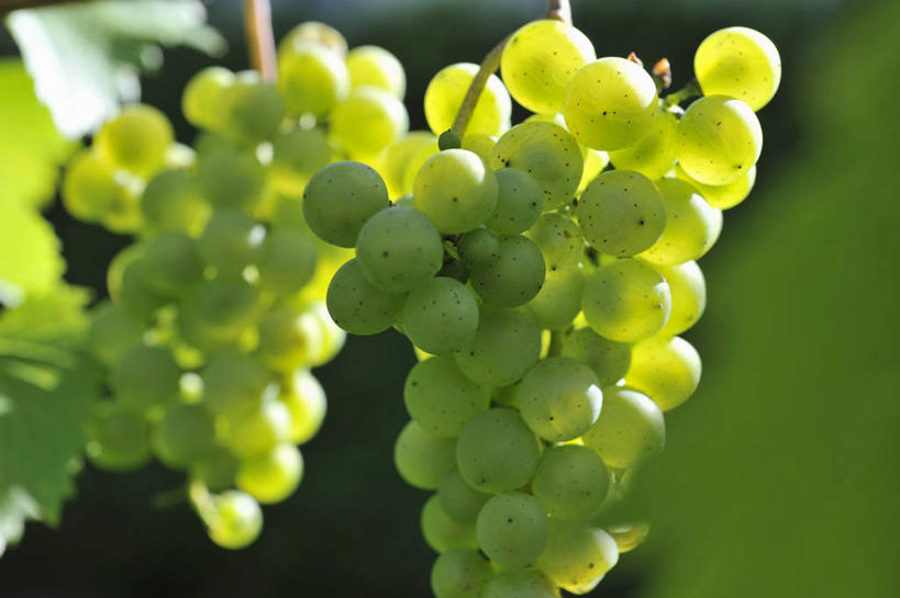 无人,果园,横图,室外,特写,白天,正面,美景,田园,植物,葡萄,水果,许多,吊挂,悬挂,阴影,朦胧,模糊,新鲜,反射,影子,景观,生食,食品,果实,果树,挂,树,树木,食物,绿色,自然,景色,有机食品,绿色食品,生长,成长,自然风光,田庄,园子,山葫芦,蒲桃,草龙珠,彩图