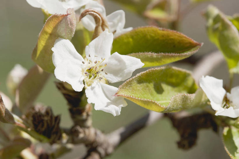 无人,果园,横图,室外,特写,白天,正面,田园,植物,叶子,朦胧,模糊,盛开,纹理,果树,绿叶,枝条,花蕾,花,花瓣,花朵,鲜花,树,树木,树枝,绿色,自然,花苞,花蕊,嫩叶,生长,成长,肌理,田庄,虬枝,枝杈,园子,叶,叶片,叶脉,彩图