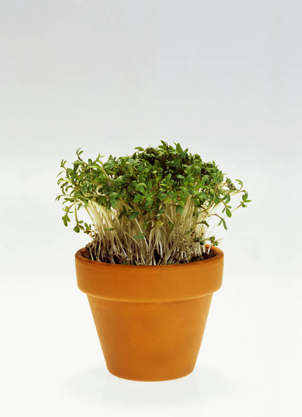 无人,竖图,俯视,室内,特写,白天,白色背景,植物,桌面,桌子,芹菜,蔬菜,阴影,新鲜,反射,木制,盆栽,影子,食品,盆景,食物,绿色,自然,木制品,摄影,有机食品,绿色食品,影棚,生长,成长,根芹菜,根洋芹,球根塘蒿,药芹,水芹,旱芹,彩图,高角度拍摄,影棚拍摄,拍摄