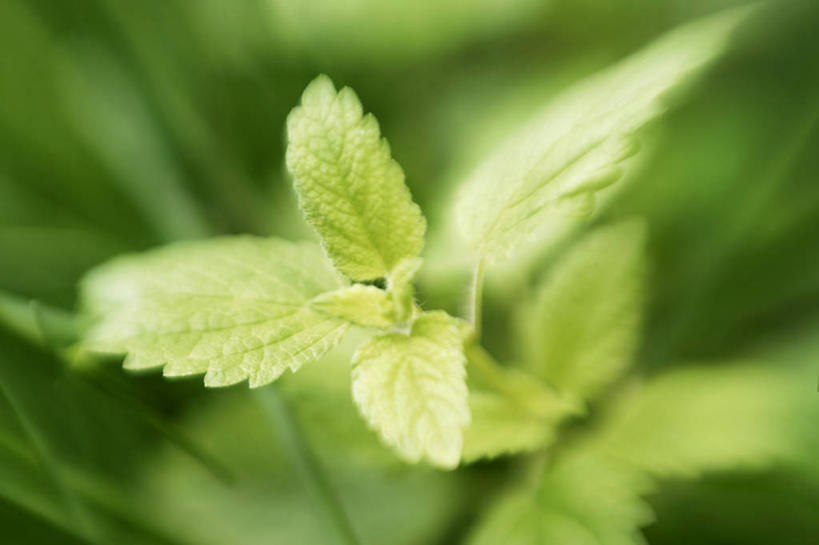 无人,横图,俯视,室外,特写,白天,植物,叶子,阴影,朦胧,模糊,反射,影子,绿叶,绿色,自然,嫩叶,生长,成长,叶,叶片,彩图,高角度拍摄