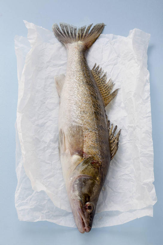 海鲜,无人,竖图,俯视,室内,特写,白天,桌面,桌子,一块,一条,阴影,蓝色背景,反射,木制,鱼,影子,鲔鱼,水产,金枪鱼,鱼类,海洋生物,白色,餐巾,木制品,摄影,影棚,死亡,吞拿鱼,水生动物,海产品,水生物,海底动物,殒命,灭亡,保洁方巾,口布,彩图,高角度拍摄,全身,影棚拍摄,拍摄