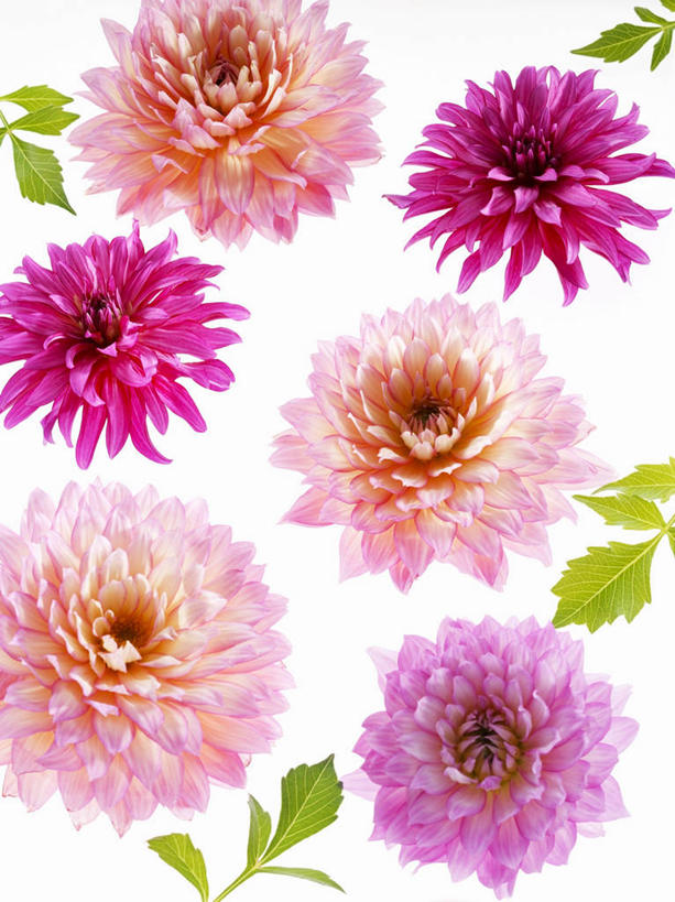 无人,竖图,俯视,室内,特写,白天,白色背景,桌面,桌子,叶子,许多,阴影,盛开,反射,木制,影子,大丽花,绿叶,花蕾,花,花瓣,花朵,鲜花,粉色,紫色,木制品,花苞,花蕊,嫩叶,菊花,摄影,影棚,大理花,大丽菊,富丽,大方,叶,叶片,彩图,高角度拍摄,影棚拍摄,拍摄