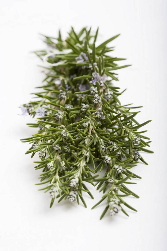 无人,竖图,俯视,室内,特写,白天,白色背景,餐桌,桌子,叶子,阴影,反射,影子,调味,香料,佐料,绿叶,嫩叶,摄影,影棚,餐台,迷迭香,配料,海洋之露,作料,叶,叶片,彩图,高角度拍摄,影棚拍摄,拍摄