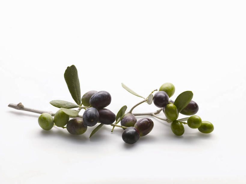 无人,横图,俯视,室内,特写,白天,白色背景,植物,餐桌,桌子,橄榄,水果,叶子,许多,阴影,新鲜,反射,影子,生食,食品,果实,绿叶,枝条,很多,树,树木,树枝,食物,嫩叶,摄影,有机食品,绿色食品,影棚,餐台,黑橄榄,乌橄榄,乌榄,油橄榄,虬枝,枝杈,叶,叶片,青果,白榄,彩图,高角度拍摄,影棚拍摄,拍摄