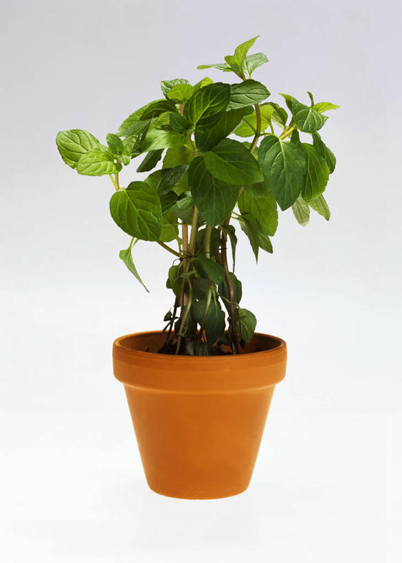 无人,竖图,俯视,室内,特写,白天,白色背景,植物,桌面,桌子,叶子,阴影,反射,木制,盆栽,纹理,影子,薄荷,绿叶,银丹草,盆景,一个,绿色,自然,木制品,嫩叶,摄影,影棚,生长,单个,成长,肌理,斑叶凤梨薄荷,夜息香,胡椒薄荷,叶,叶片,叶脉,彩图,高角度拍摄,影棚拍摄,拍摄