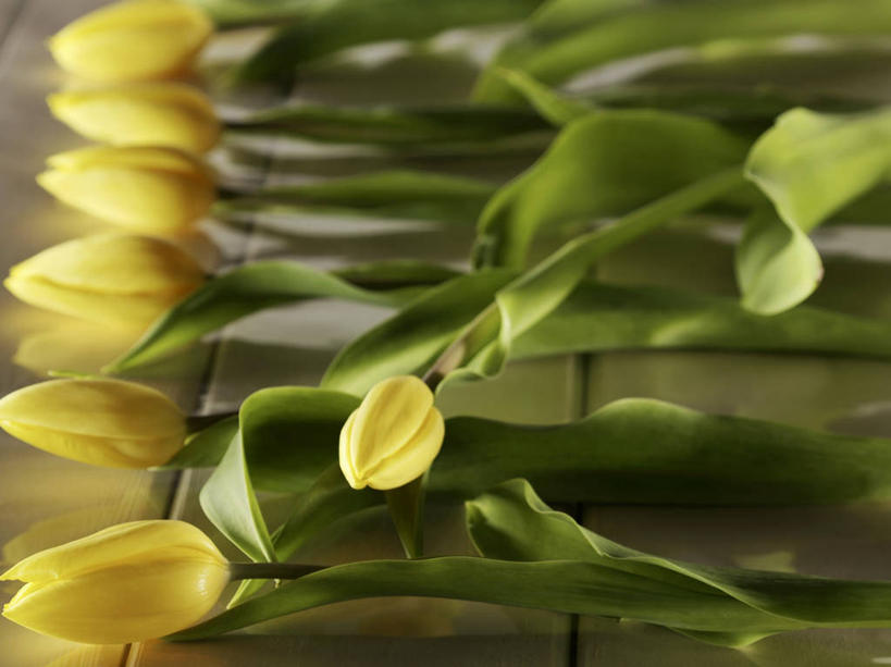 无人,横图,俯视,室内,特写,白天,爱情,桌面,桌子,郁金香,叶子,一排,阴影,朦胧,模糊,整齐,盛开,反射,木制,影子,绿叶,祝福,花蕾,花,花瓣,花朵,鲜花,排列,黄色,木制品,花苞,花蕊,嫩叶,表白,队列,荣誉,永恒,叶,叶片,郁香,洋荷花,草麝香,彩图,高角度拍摄