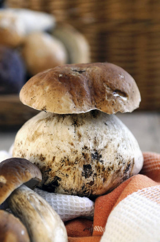 无人,交叉,竖图,俯视,室内,特写,白天,桌面,桌子,竹子,蔬菜,纺织品,一堆,许多,阴影,堆叠,堆积,竹制,朦胧,模糊,新鲜,编织,反射,木制,布,篮子,影子,菌菇,蘑菇,食品,织物,很多,菌类,中药,食物,木制品,竹篮,食用菌,有机食品,绿色食品,竹条,堆,布匹,交织,竹制品,药材,牛肝菌,中药材,穿插,美味牛肝菌,大脚菇,卡其布,彩图,高角度拍摄