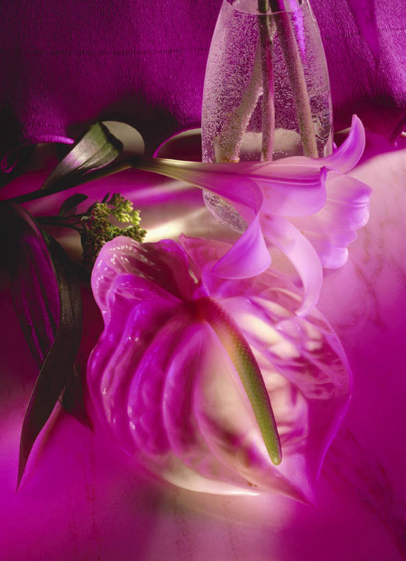 无人,竖图,俯视,室内,特写,白天,百合花,阴影,紫色背景,盛开,反射,影子,花蕾,花,花瓣,花朵,鲜花,两朵,紫色,花苞,花蕊,摄影,影棚,强瞿,百合蒜,倒仙,番韭,山丹,彩图,高角度拍摄,影棚拍摄,拍摄