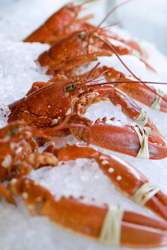 海鲜,龙虾,无人,竖图,俯视,室内,特写,白天,一排,许多,阴影,朦胧,模糊,整齐,反射,影子,冰,虾,冰块,冷冻,水产,海洋生物,排列,红色,寒冷,摄影,影棚,冷藏,冰冷,队列,水生动物,海产品,水生物,海底动物,保鲜,半身,彩图,高角度拍摄,影棚拍摄,拍摄