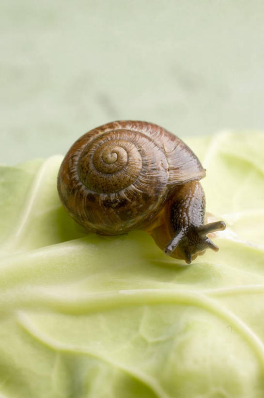 无人,竖图,俯视,室内,特写,白天,桌面,桌子,绿色背景,阴影,反射,木制,蜗牛,布料,影子,布纹,桌布,一只,绿色,动物,餐巾,木制品,台布,趴着,摄影,影棚,软体动物,趴,彩图,高角度拍摄,全身,影棚拍摄,拍摄