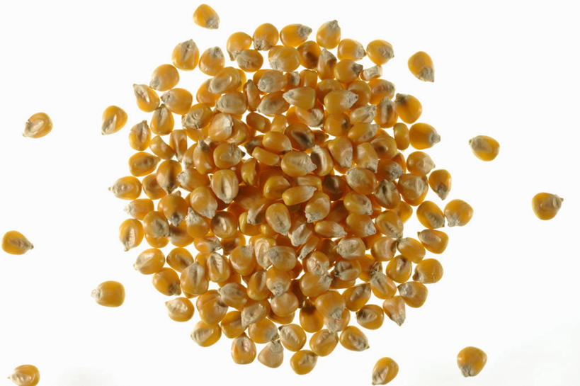 无人,横图,俯视,室内,特写,白天,白色背景,玉米,餐桌,桌子,蔬菜,一堆,许多,阴影,堆叠,堆积,新鲜,反射,棒子,影子,玉蜀黍,食品,食物,黄色,摄影,有机食品,绿色食品,影棚,餐台,堆,苞米,苞芦,苞谷,包谷,大蜀黍,番麦,薏米包,玉高粱,玉麦,珍珠米,彩图,高角度拍摄,影棚拍摄,拍摄