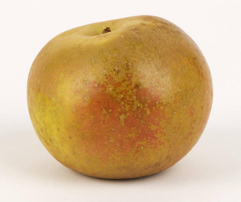 无人,横图,室内,特写,白天,白色背景,正面,餐桌,桌子,苹果,水果,阴影,新鲜,反射,影子,生食,食品,果实,食物,一个,摄影,有机食品,绿色食品,影棚,单个,餐台,彩图,影棚拍摄,拍摄