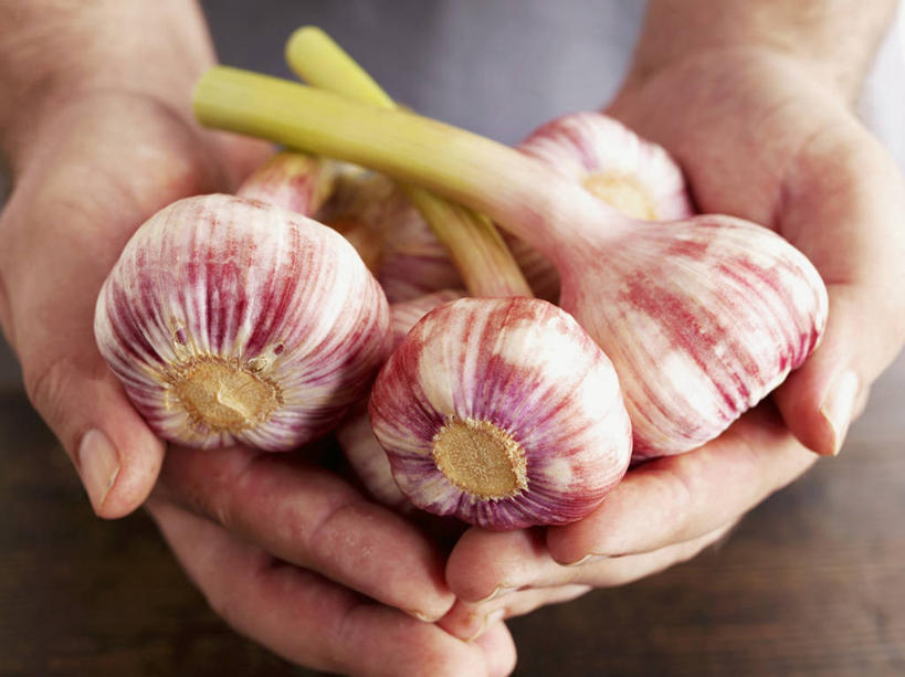 西方人,手,一个人,捧,横图,俯视,室内,特写,白天,蔬菜,蒜,欧洲,欧洲人,双手,仅一个男性,仅一个人,五个,许多,阴影,朦胧,模糊,新鲜,反射,影子,调味,香料,佐料,食品,蒜头,食物,仅一个年轻男性,手部,摄影,有机食品,绿色食品,影棚,配料,作料,胡蒜,男人,男性,年轻男性,白种人,大蒜,端,端着,捧着,手捧,半身,彩图,高角度拍摄,影棚拍摄,拍摄