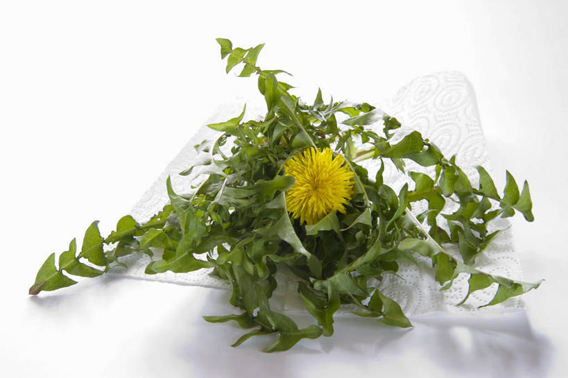 无人,横图,俯视,室内,特写,白天,白色背景,爱情,餐桌,桌子,蒲公英,叶子,阴影,盛开,反射,影子,绿叶,花蕾,花,花瓣,花朵,鲜花,一朵,黄色,花苞,花蕊,嫩叶,摄影,影棚,餐台,开朗,叶,叶片,蒲公草,尿床草,彩图,高角度拍摄,影棚拍摄,拍摄