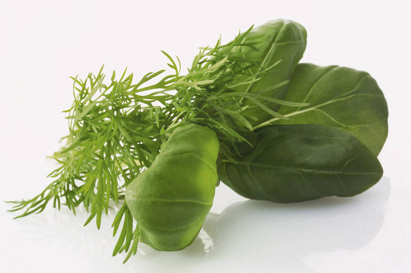 无人,横图,俯视,室内,特写,白天,白色背景,植物,餐桌,桌子,叶子,阴影,反射,影子,香料,绿叶,草药,中药,绿色,香草,嫩叶,摄影,影棚,餐台,罗勒,紫苏,药材,中草药,莳萝,九层塔,圣约瑟夫草,甜罗勒,兰香,中药材,本草,洋茴香,土茴香,叶,叶片,彩图,高角度拍摄,影棚拍摄,拍摄