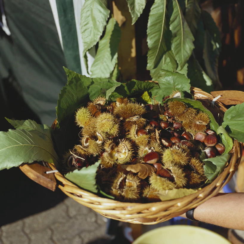 西方人,手,一个人,捧,交叉,横图,俯视,室外,特写,白天,竹子,叶子,欧洲,欧洲人,双手,仅一个年轻女性,仅一个女性,仅一个人,一堆,许多,阴影,堆叠,堆积,竹制,编织,光线,篮子,影子,板栗,栗子,坚果,绿叶,毛栗子,很多,一个,阳光,竹篮,手部,嫩叶,单个,竹条,堆,交织,竹制品,毛栗,栗果,栗楔,穿插,年轻女性,女人,女性,白种人,叶,叶片,端,端着,捧着,手捧,半身,彩图,高角度拍摄