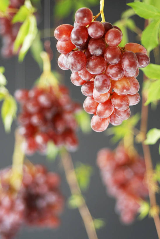无人,竖图,室内,特写,白天,正面,葡萄,水果,吊挂,悬挂,阴影,灰色背景,丰富,丰收,朦胧,模糊,新鲜,反射,影子,生食,食品,果实,丰盛,挂,架子,食物,紫色,摄影,有机食品,绿色食品,影棚,支撑,固定,葡萄架,丰登,丰硕,山葫芦,蒲桃,草龙珠,彩图,影棚拍摄,拍摄