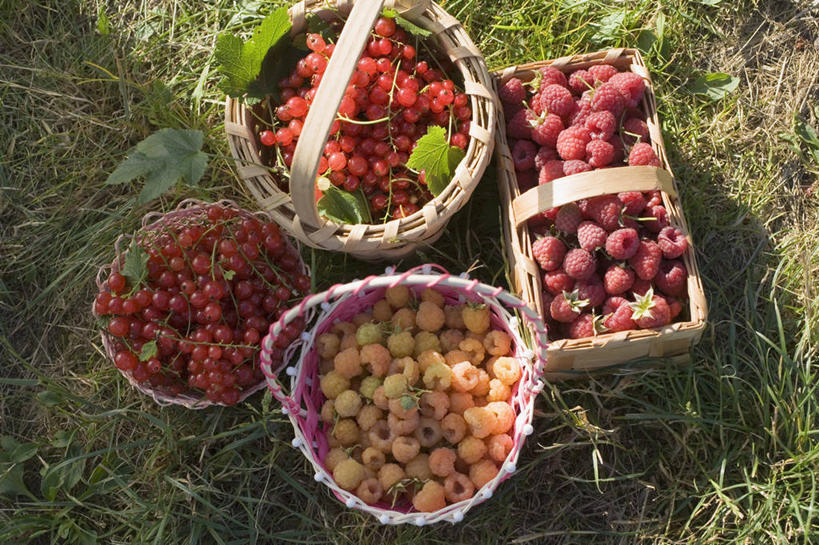 无人,交叉,横图,俯视,室外,特写,白天,草地,草坪,美景,植物,竹子,浆果,水果,一堆,许多,阴影,堆叠,堆积,竹制,丰富,丰收,新鲜,编织,光线,篮子,影子,景观,灯笼果,桑葚,生食,食品,果实,丰盛,草,食物,红色,绿色,阳光,自然,竹篮,覆盆子,景色,有机食品,绿色食品,竹条,堆,交织,竹制品,自然风光,红醋栗,穿插,丰登,丰硕,醋栗,彩图,高角度拍摄