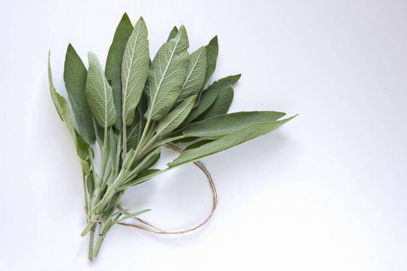 无人,家庭,横图,俯视,室内,特写,白天,白色背景,智慧,植物,餐桌,桌子,叶子,阴影,反射,影子,调味,香料,佐料,绿叶,草药,药草,中药,嫩叶,摄影,影棚,餐台,鼠尾草,配料,药材,中草药,中药材,本草,作料,理性,叶,叶片,彩图,高角度拍摄,影棚拍摄,拍摄