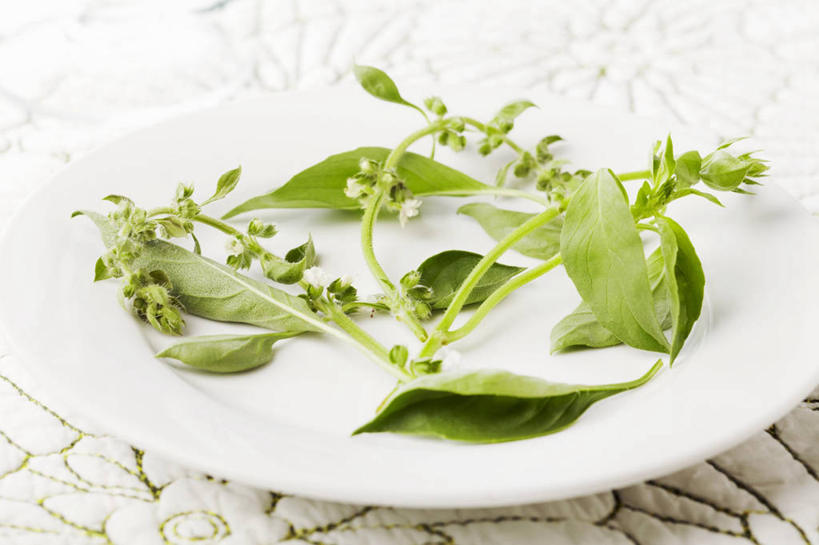 无人,横图,俯视,室内,特写,白天,植物,餐桌,桌子,餐具,叶子,阴影,反射,碟子,盘,影子,香料,绿叶,草药,中药,一个,白色,盘子,碟,香草,嫩叶,摄影,影棚,单个,餐台,罗勒,紫苏,药材,中草药,九层塔,圣约瑟夫草,甜罗勒,兰香,中药材,本草,叶,叶片,彩图,高角度拍摄,影棚拍摄,拍摄