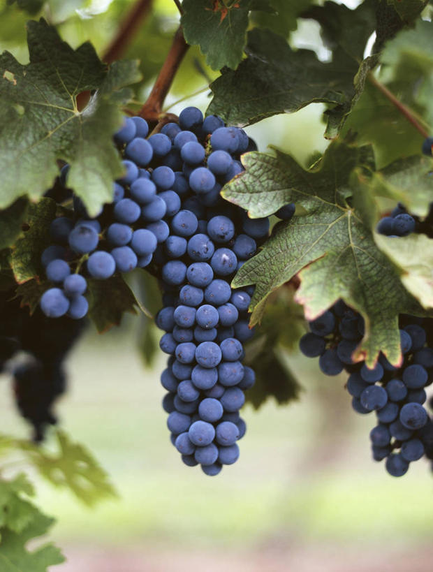 无人,果园,竖图,室外,特写,白天,正面,田园,植物,葡萄,水果,叶子,吊挂,悬挂,朦胧,模糊,新鲜,纹理,生食,食品,果实,果树,绿叶,挂,树,树木,食物,蓝色,绿色,自然,嫩叶,有机食品,绿色食品,生长,成长,肌理,田庄,园子,叶,叶片,叶脉,山葫芦,蒲桃,草龙珠,彩图