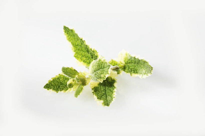 无人,横图,俯视,室内,特写,白天,白色背景,桌面,桌子,叶子,阴影,反射,木制,影子,薄荷,绿叶,银丹草,木制品,嫩叶,摄影,影棚,斑叶凤梨薄荷,苹果薄荷,夜息香,叶,叶片,彩图,高角度拍摄,影棚拍摄,拍摄