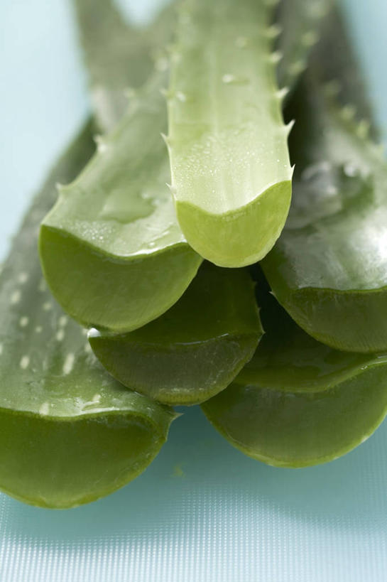 无人,竖图,俯视,室内,特写,白天,桌面,桌子,芦荟,一排,阴影,蓝色背景,朦胧,模糊,整齐,反射,木制,影子,排列,绿色,木制品,摄影,影棚,堆,队列,罗帷草,讷会,奴会,象鼻莲,象胆,彩图,高角度拍摄,影棚拍摄,拍摄,油葱