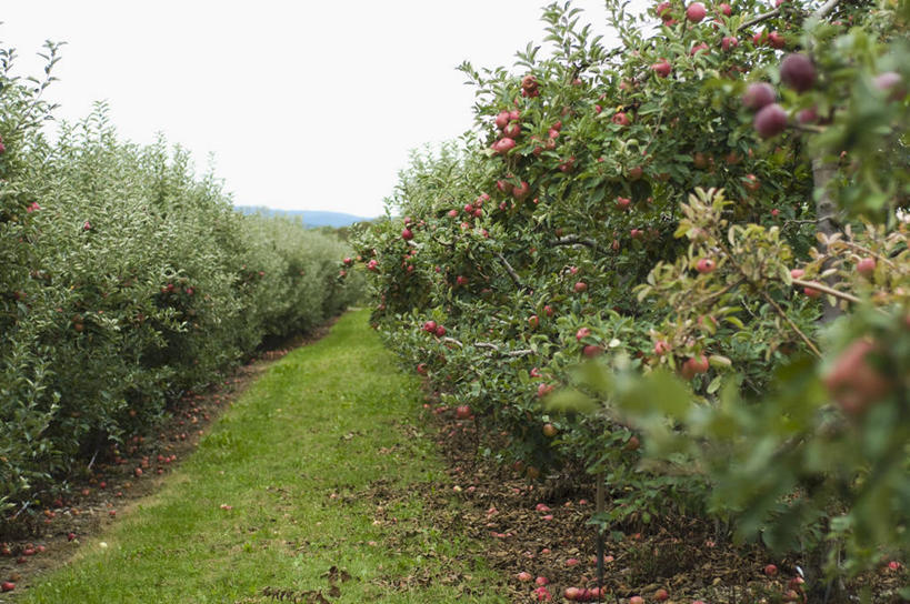 无人,果园,横图,室外,白天,正面,旅游,度假,草地,草坪,美景,田园,植物,苹果,水果,吊挂,悬挂,新鲜,景观,生食,食品,果实,果树,挂,娱乐,草,树,树木,食物,绿色,自然,享受,休闲,景色,放松,有机食品,绿色食品,生长,成长,自然风光,田庄,园子,彩图