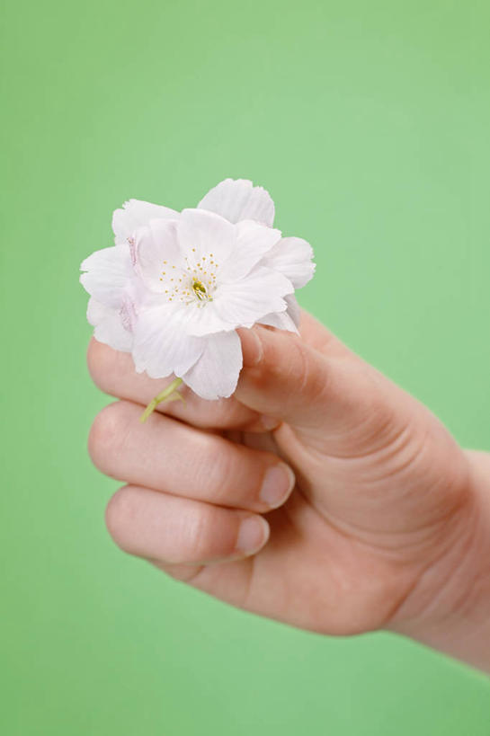 西方人,手,一个人,捏,竖图,室内,特写,白天,正面,欧洲,欧洲人,仅一个年轻女性,仅一个女性,仅一个人,绿色背景,阴影,盛开,反射,影子,捏着,花蕾,花,花瓣,花朵,鲜花,一朵,白色,花苞,花蕊,手部,摄影,影棚,单手,年轻女性,女人,女性,白种人,半身,彩图,影棚拍摄,拍摄
