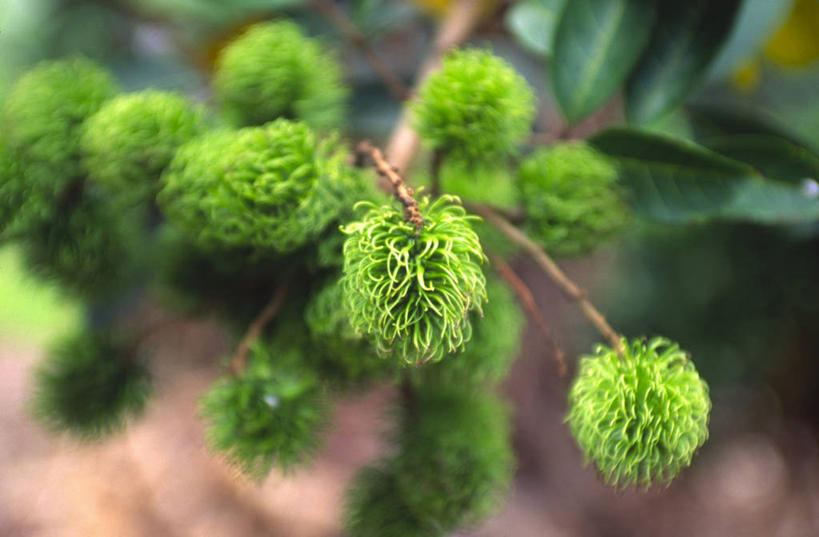 无人,横图,俯视,室外,特写,白天,植物,水果,吊挂,悬挂,阴影,朦胧,模糊,新鲜,反射,影子,生食,食品,果实,果树,挂,树,树木,食物,绿色,自然,有机食品,绿色食品,生长,成长,红毛丹,韶子,毛龙眼,毛荔枝,彩图,高角度拍摄