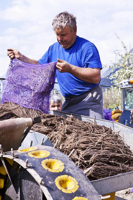 西方人,一个人,农民,站,竖图,室外,白天,正面,农业,汽车,芦笋,袋子,欧洲,欧洲人,仅一个男性,仅一个人,一堆,一辆,许多,握,阴影,堆叠,堆积,服装,光线,影子,云,云朵,云彩,麻袋,注视,休闲装,车,衣服,蓝色,白云,蓝天,天空,阳光,容器,交通工具,天,低头,观察,看,站着,仅一个老年男性,休闲,休闲服,机械,握着,服饰,晴朗,观看,储藏,堆,察看,储存,关注,载具,拖拉机,农人,交通运输,农用机械,老年男性,男人,男性,白种人,晴空,猪尾巴,药鸡豆子,石刁柏,蚂蚁杆,龙须菜,狼尾巴根,农夫,站立,半身,彩图,贮存