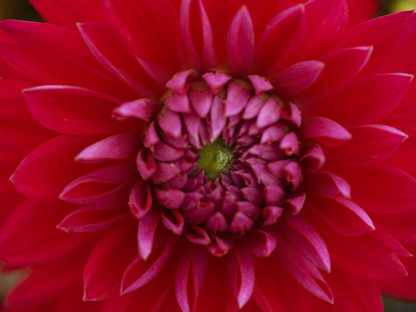 无人,横图,室内,特写,白天,正面,盛开,大丽花,花蕾,花,花瓣,花朵,鲜花,一朵,红色,花苞,花蕊,菊花,大理花,大丽菊,富丽,大方,彩图