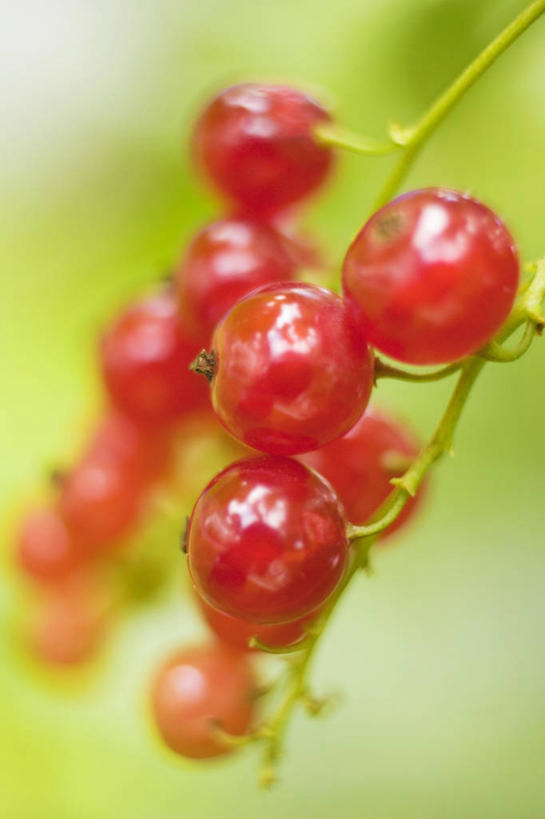 无人,竖图,俯视,室外,特写,白天,美景,植物,浆果,水果,一排,许多,吊挂,悬挂,阴影,丰富,丰收,朦胧,模糊,新鲜,整齐,光线,影子,景观,灯笼果,生食,食品,果实,枝条,丰盛,挂,树,树木,树枝,食物,排列,红色,阳光,自然,景色,有机食品,绿色食品,队列,自然风光,红醋栗,丰登,丰硕,虬枝,枝杈,醋栗,彩图,高角度拍摄