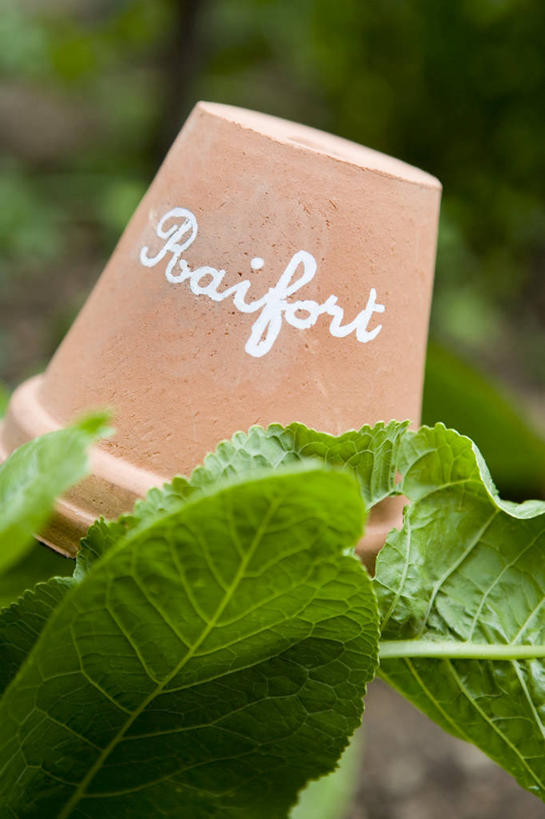 无人,竖图,俯视,室外,特写,白天,美景,植物,阴影,朦胧,模糊,光线,英文,标志,盆栽,文字,影子,字符,字母,景观,草药,药草,盆景,标识,中药,绿色,阳光,自然,景色,生长,成长,英文字母,自然风光,药材,中草药,山葵,中药材,本草,泽山葵,溪山葵,彩图,高角度拍摄