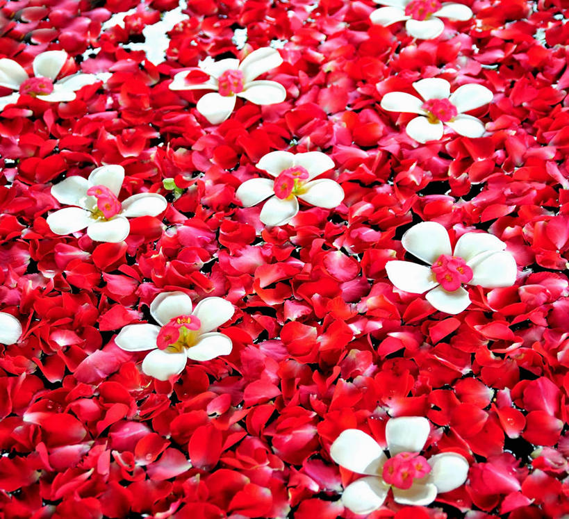 无人,横图,俯视,室内,特写,白天,爱情,按摩,美容,幸福,纯洁,热情,玫瑰,许多,护肤,盛开,玫瑰花,很多,浪漫,花蕾,花,花瓣,花朵,鲜花,红色,白色,花苞,花蕊,保养,享受,休闲,温暖,温馨,恩爱,放松,SPA水疗,保健,温泉浴场,和睦,感动,养颜,尊敬,天真,刺玫花,徘徊花,矿泉疗养地,彩图,高角度拍摄,水疗,融洽