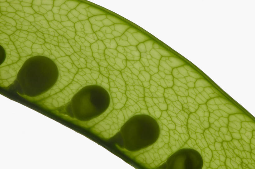 无人,横图,俯视,室内,特写,白天,白色背景,植物,桌面,桌子,蔬菜,阴影,新鲜,反射,木制,影子,豆类,豆子,豌豆,食品,荷兰豆,食物,一个,绿色,木制品,摄影,有机食品,绿色食品,影棚,单个,雪豆,豆科,寒豆,毕豆,麻累,国豆,小寒豆,麦豌豆,彩图,高角度拍摄,影棚拍摄,拍摄