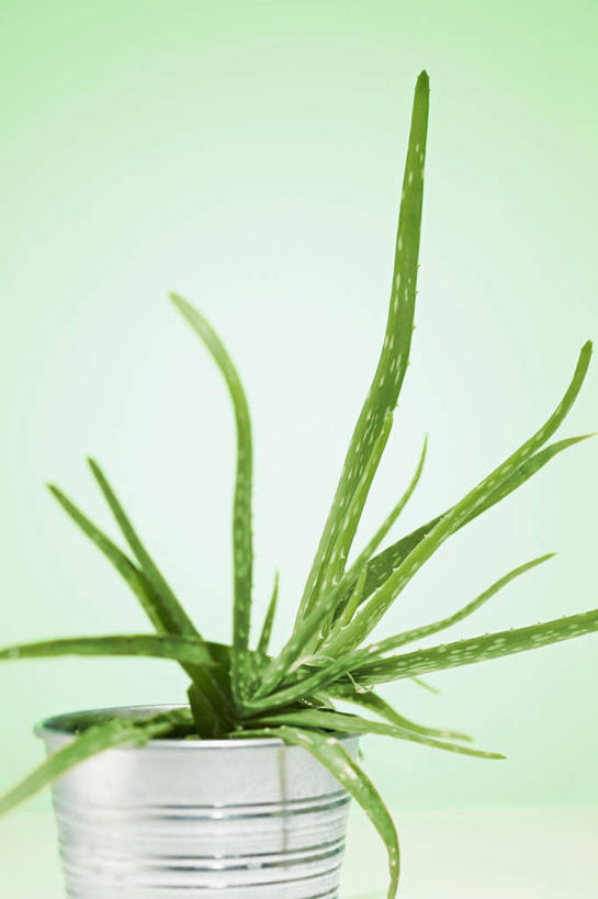 无人,竖图,俯视,室内,特写,白天,植物,桌面,桌子,芦荟,绿色背景,阴影,反射,木制,盆栽,影子,盆景,绿色,自然,木制品,摄影,影棚,生长,成长,罗帷草,讷会,奴会,象鼻莲,象胆,彩图,高角度拍摄,影棚拍摄,拍摄,油葱