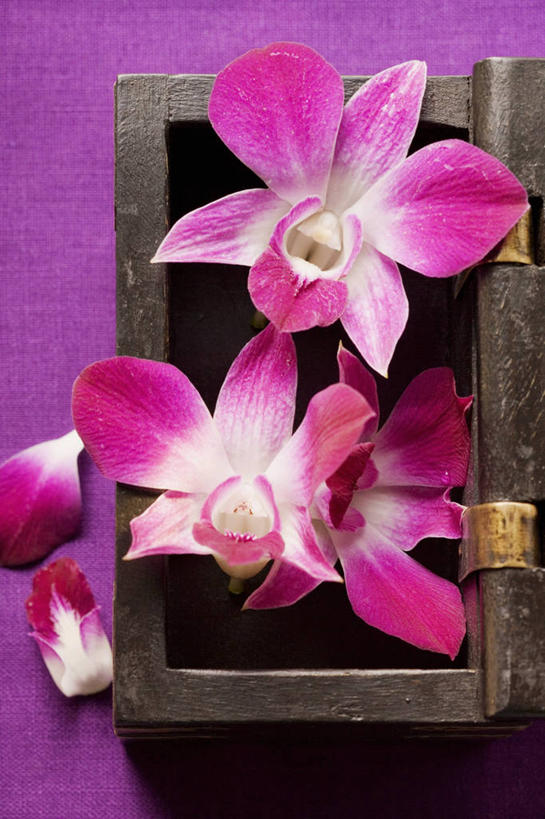 无人,竖图,俯视,室内,特写,白天,桌面,桌子,阴影,紫色背景,盛开,反射,木制,木盒,影子,花蕾,花,花瓣,花朵,鲜花,一个,木制品,容器,花苞,花蕊,摄影,影棚,单个,储藏,高雅,储存,淡泊,花中君子,兰花,彩图,高角度拍摄,影棚拍摄,拍摄,贮存