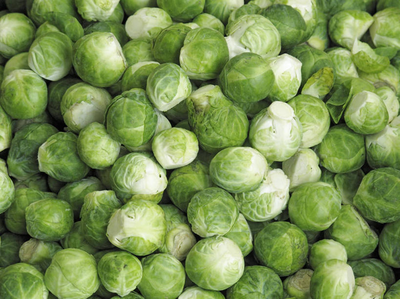 无人,横图,俯视,室内,特写,白天,蔬菜,椰菜,卷心菜,一堆,许多,堆叠,堆积,新鲜,食品,很多,食物,绿色,甘蓝,有机食品,绿色食品,抱子甘蓝,芽甘蓝,堆,球芽甘蓝,子持甘蓝,结球甘蓝,甘兰,包心菜,彩图,高角度拍摄