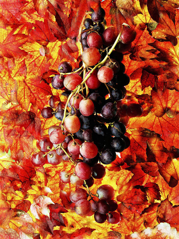 无人,竖图,俯视,室内,特写,白天,葡萄,水果,叶子,一堆,堆叠,堆积,新鲜,生食,食品,果实,枯叶,落叶,食物,有机食品,绿色食品,堆,叶,叶片,山葫芦,蒲桃,草龙珠,彩图,高角度拍摄